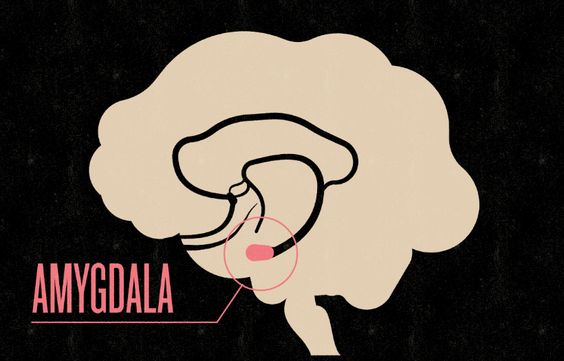 Social Anxiety and the Amygdala Hijack: The "Fear Center" of Your Brain