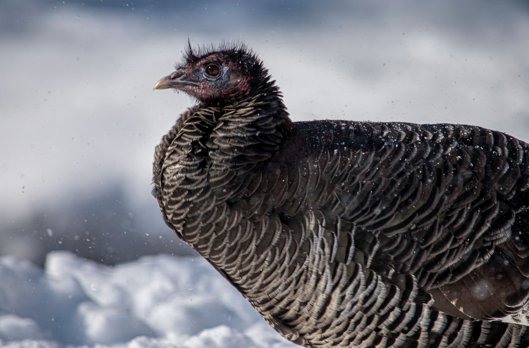 Going Cold Turkey: Breaking Free from the Chains of Unhealthy Behaviors