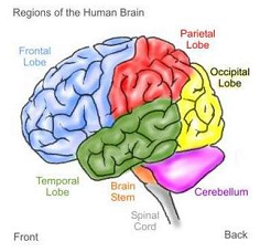 Image result for brain images free